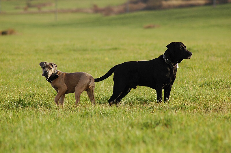 DSC_4600.jpg